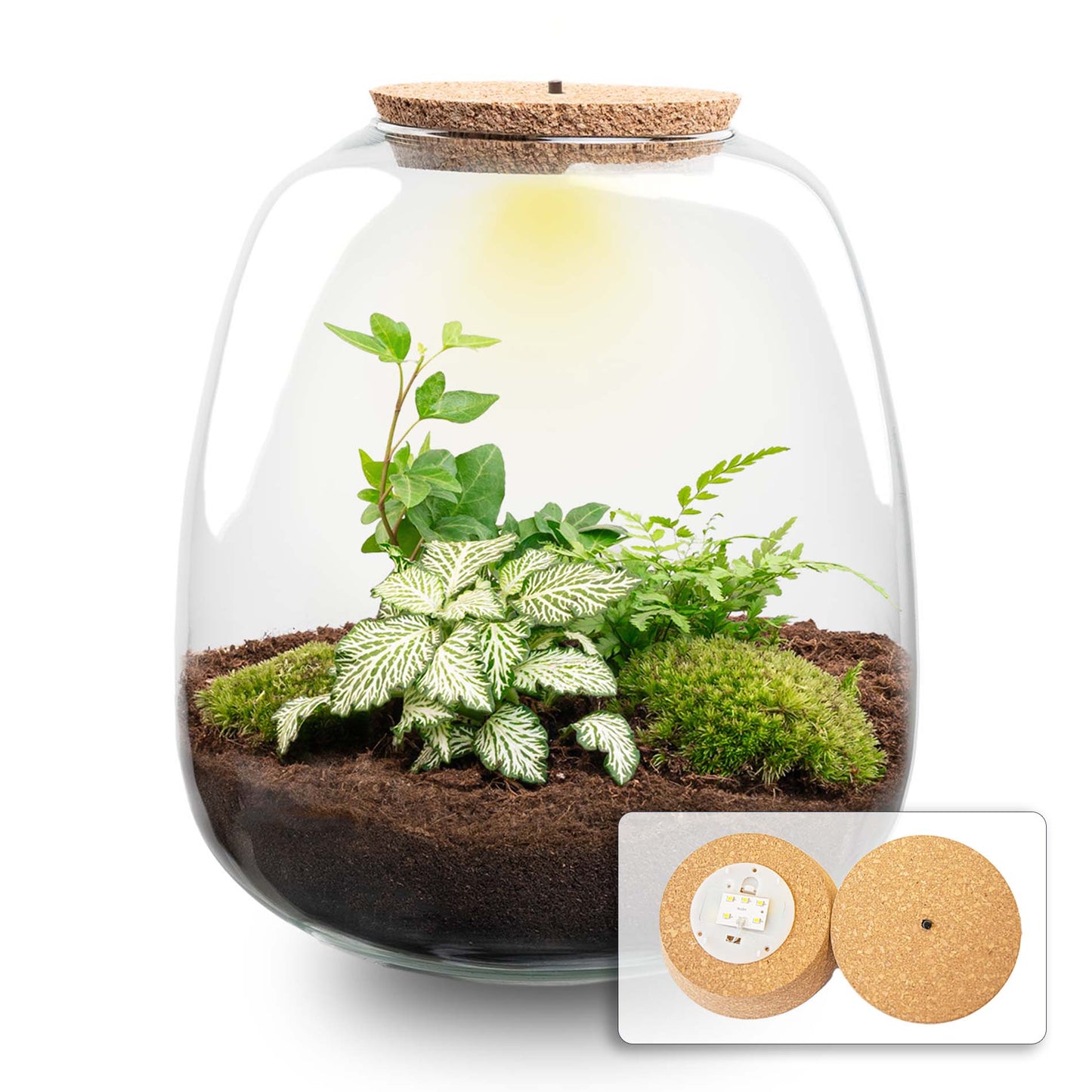 "DIY Terrarium Set met LED-verlichting – NuviaSol"