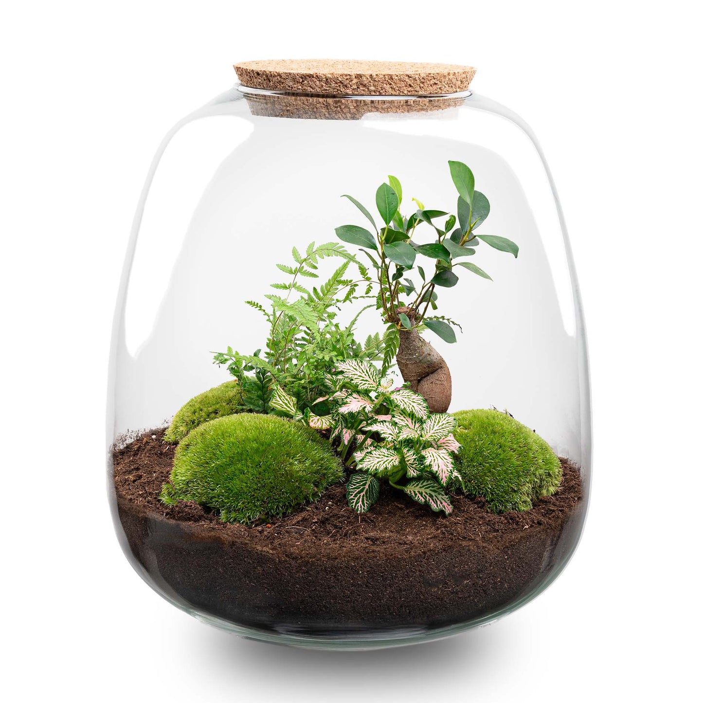"Zelfvoorzienend planten terrarium met Fittonia & Bonsai"