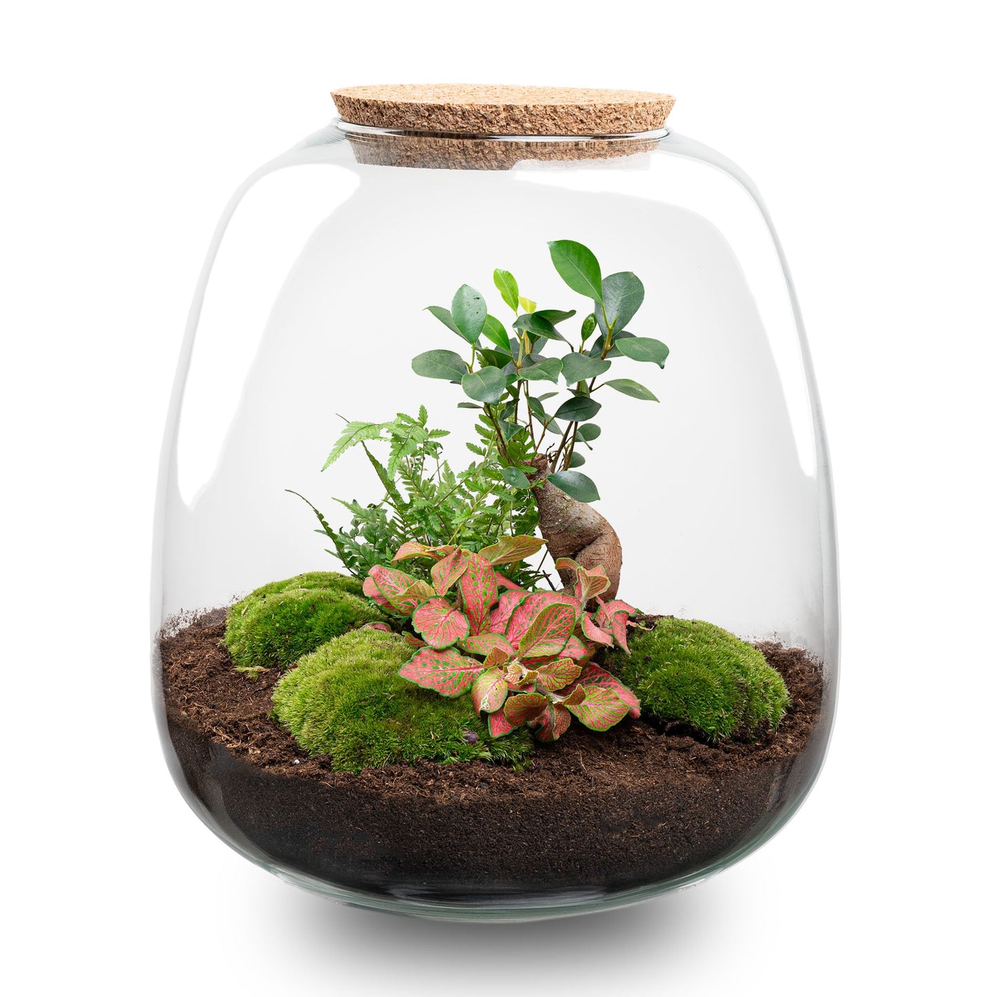 "DIY Terrarium kit inclusief planten, potgrond en hydrokorrels"