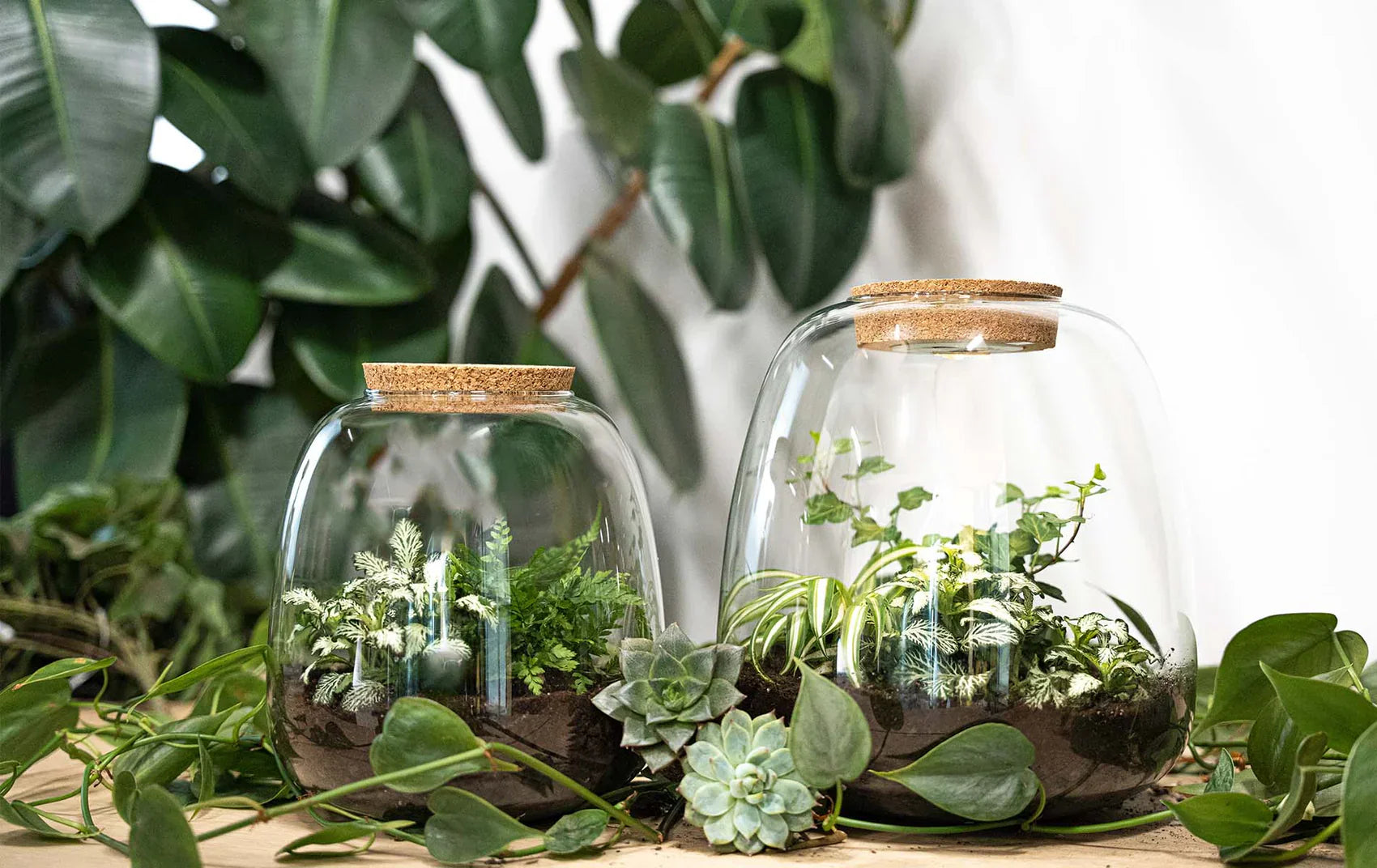 "Zelfvoorzienend planten terrarium met Fittonia & Bonsai"