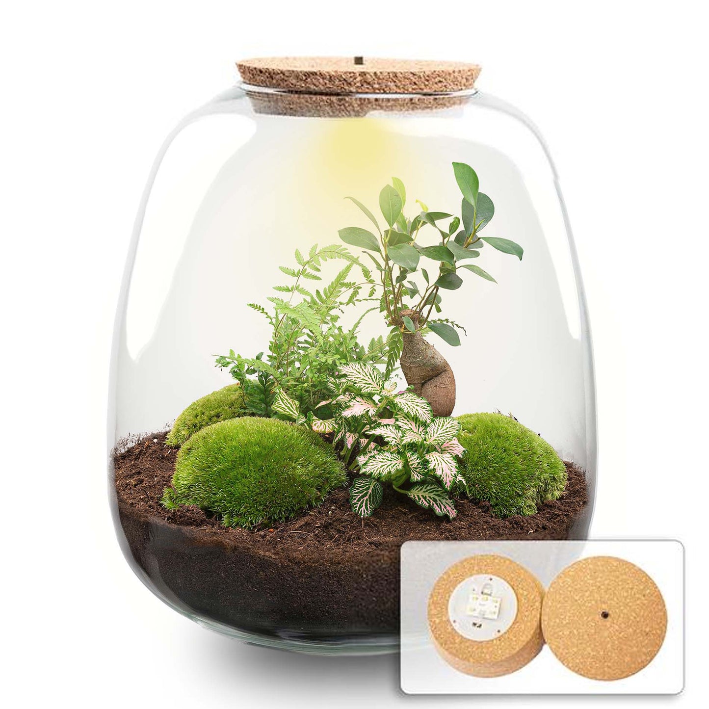 NuviaSol Terrarium Kit – Complete set met verzorgingstips